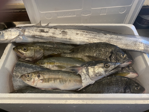 本日船橋漁港から入荷したお魚です